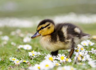 Residents at GSS Ellis Enjoy Visit from Ducklings